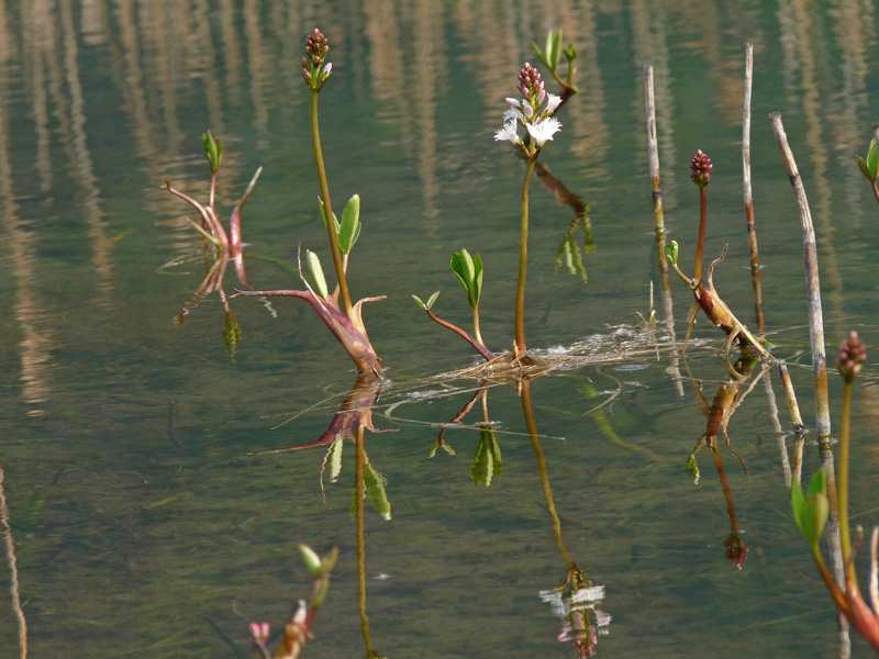 Menyanthes trifoliata / Trifoglio fibrino